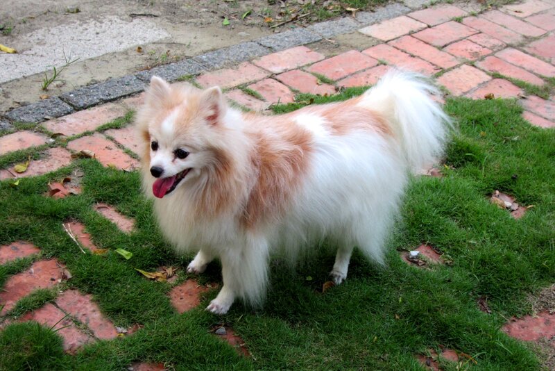 Fluffy Pomeranian Dog — White, Calm, Afternoon