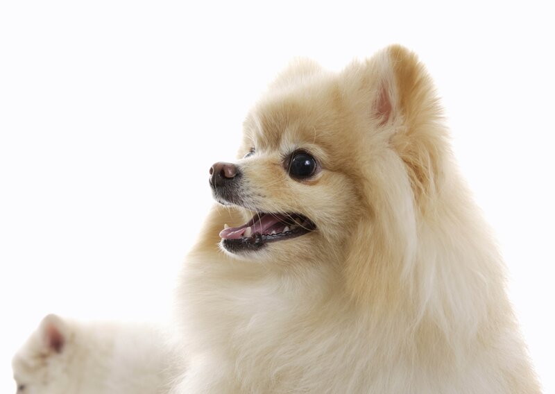Fluffy Pomeranian Dog — White, Calm, Photograph