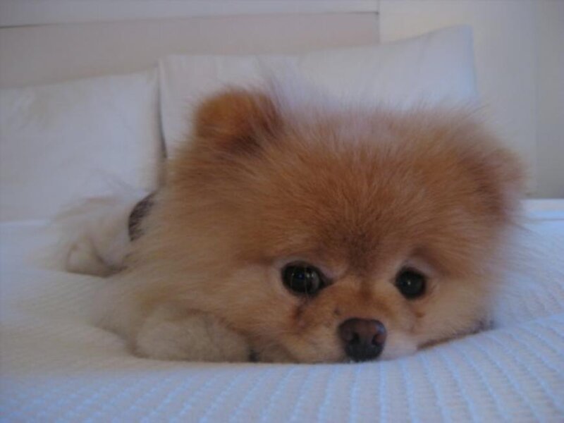 Fluffy Pomeranian Dog — White, Calm