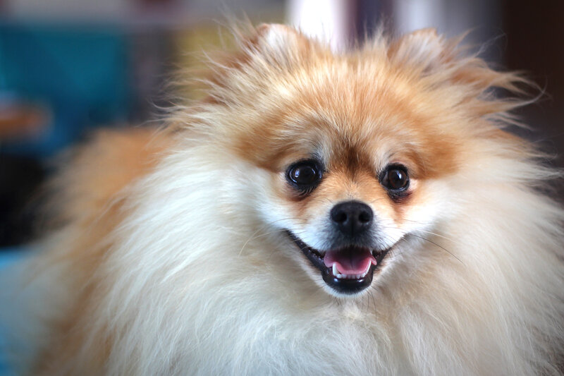 Fluffy Pomeranian Dog — White, Happy