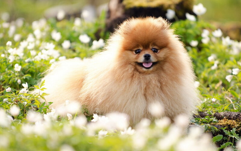 Fluffy Pomeranian Dog — White, Peaceful
