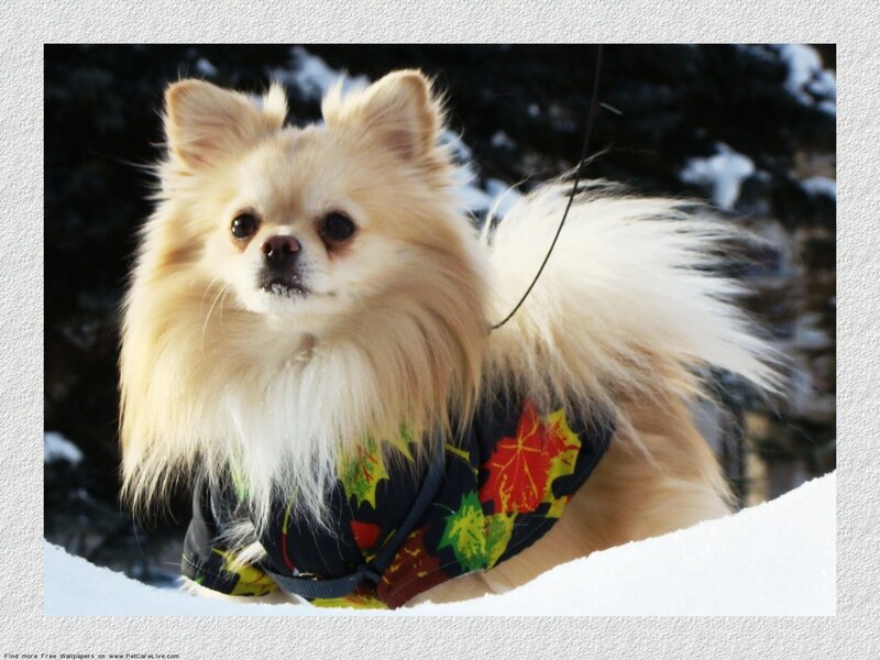 Fluffy Pomeranian Dog — White