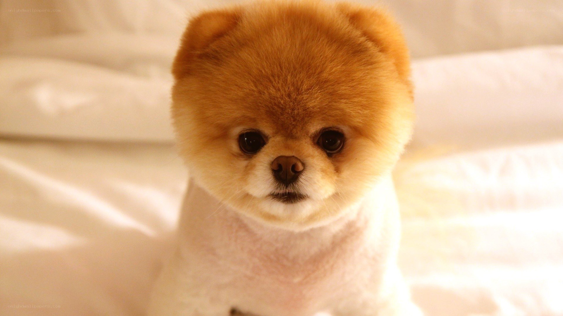 fluffy pomeranian dog