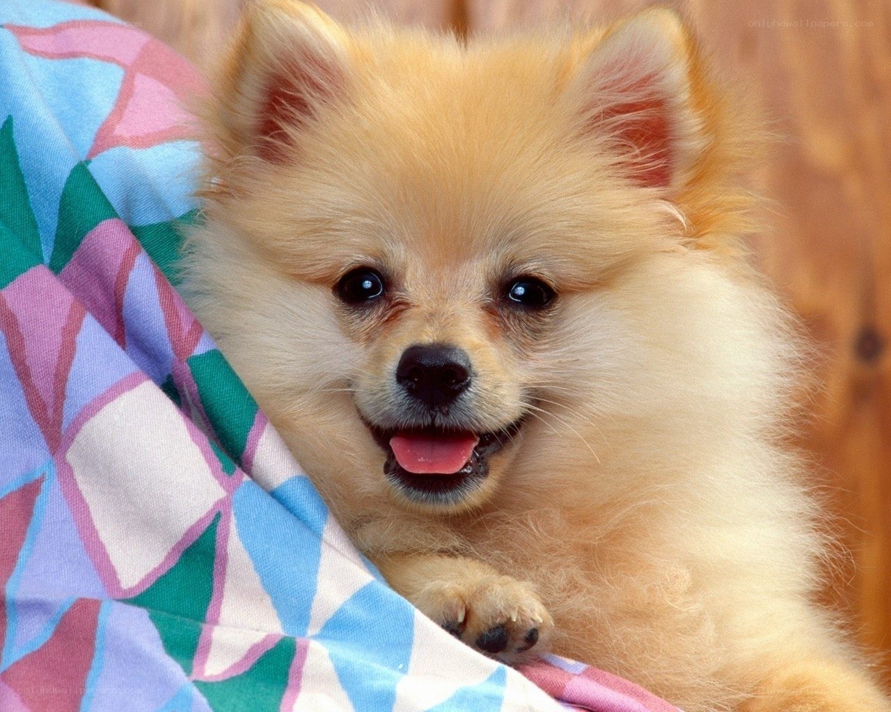 fluffy pomeranian puppy