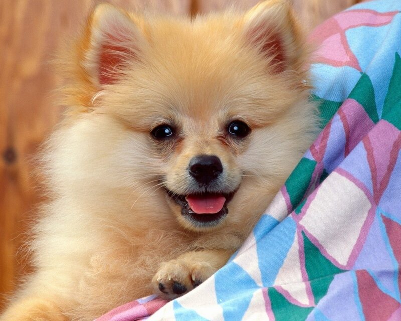 fluffy pomeranian puppy