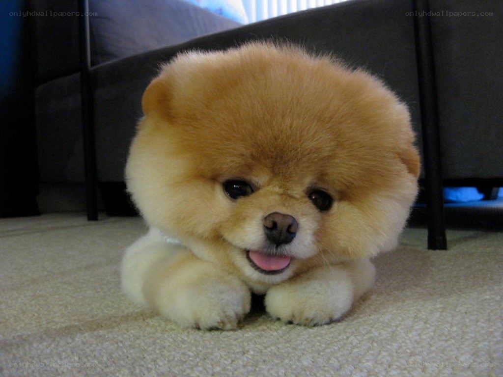 fluffy pomeranian puppy