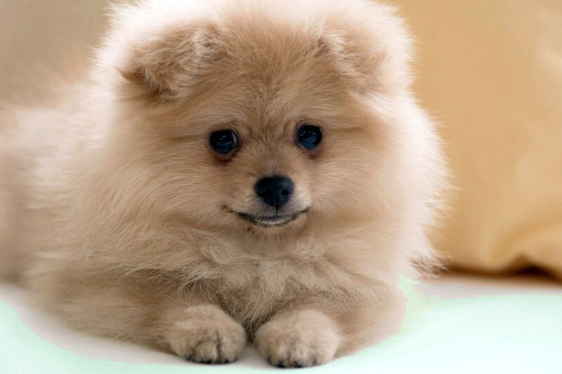 Fluffy Pomeranian Puppy — Beige