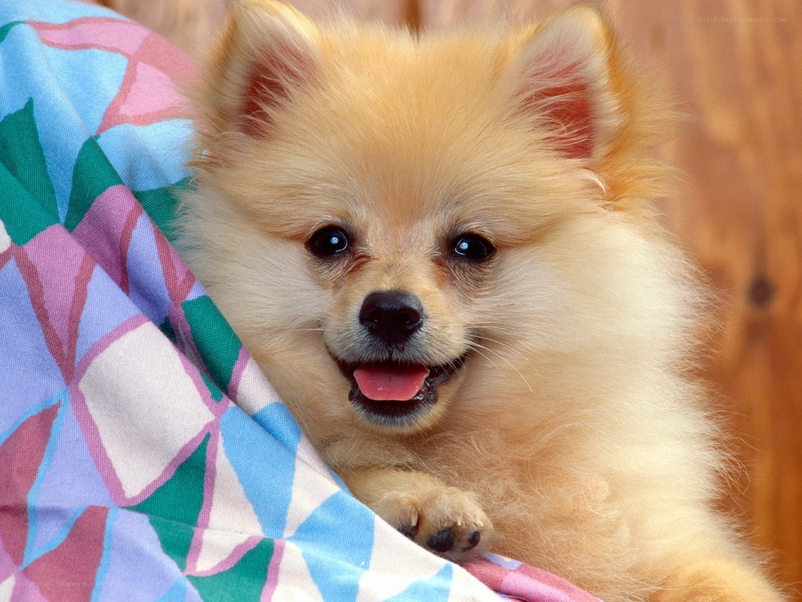 fluffy pomeranian puppy