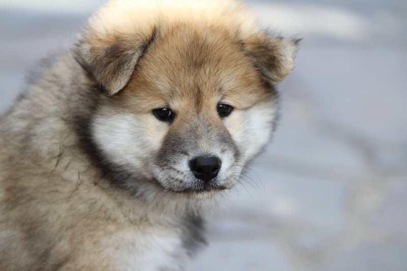 fluffy puppy close-up