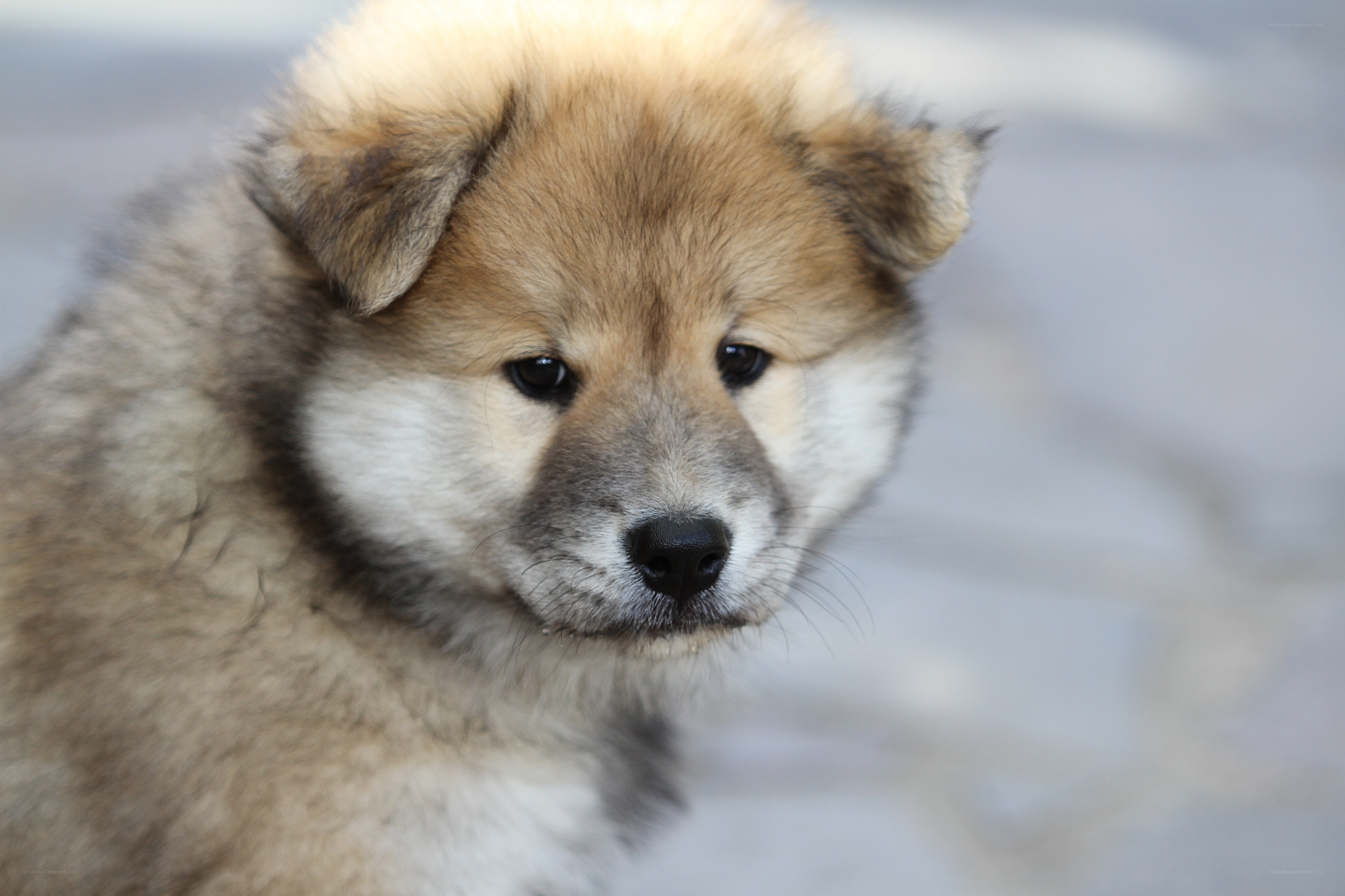 fluffy puppy close-up