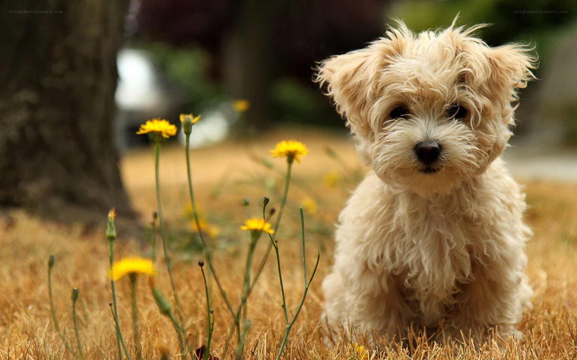fluffy puppy in a field