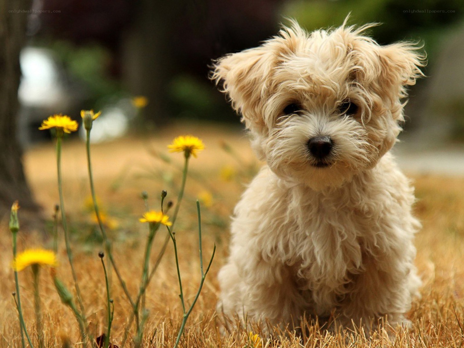 fluffy puppy in a field
