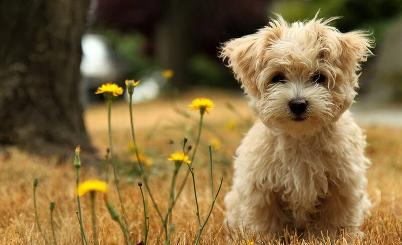 fluffy puppy in a field