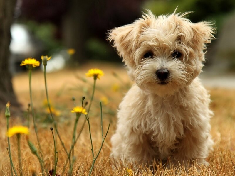 fluffy puppy in a field