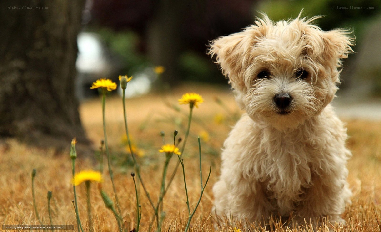 fluffy puppy in a field