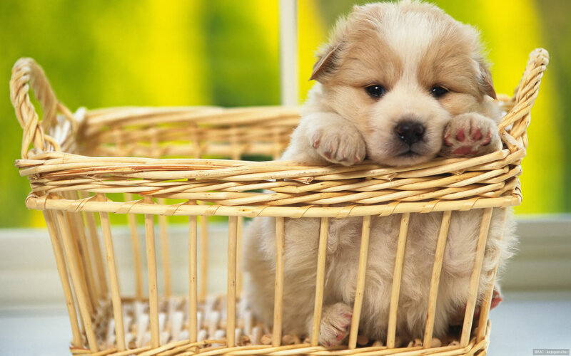Fluffy Puppy in Basket