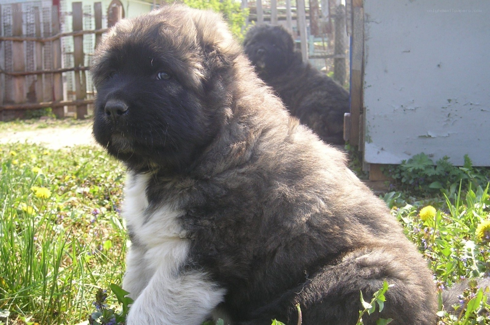 fluffy puppy in garden