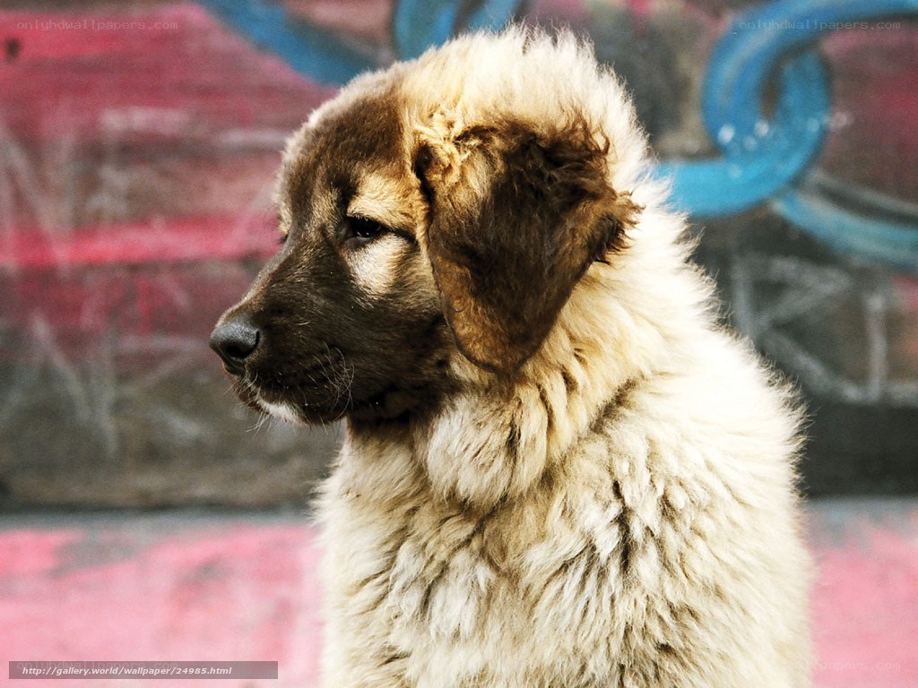 fluffy puppy in graffiti alley