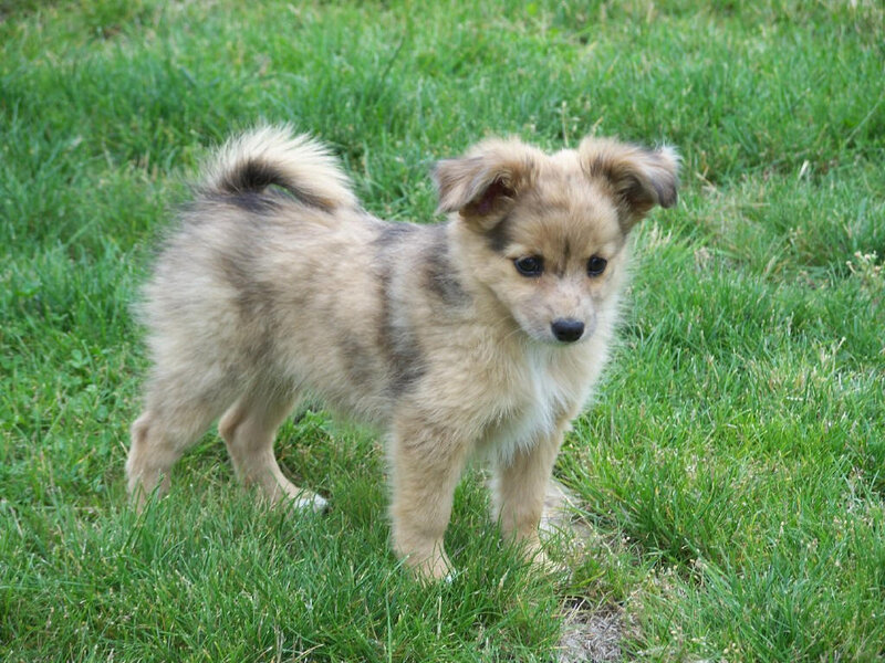 Fluffy Puppy in Grass — Green