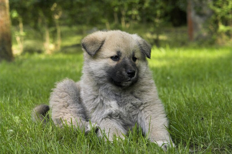 Fluffy Puppy in Grass