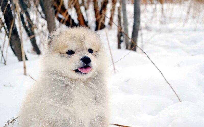 Fluffy Puppy in Snow — White, Calm