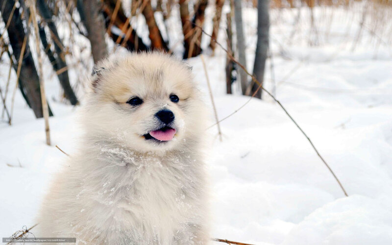 Fluffy Puppy in Snow — White, Calm, Winter