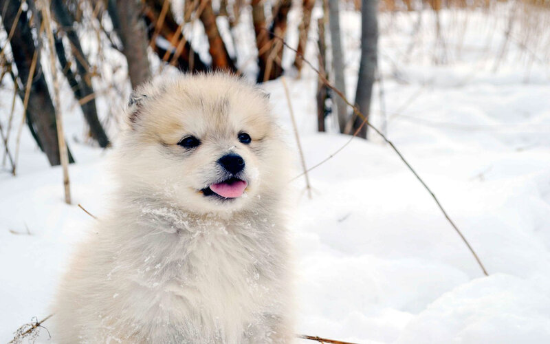 Fluffy Puppy in Snow — White