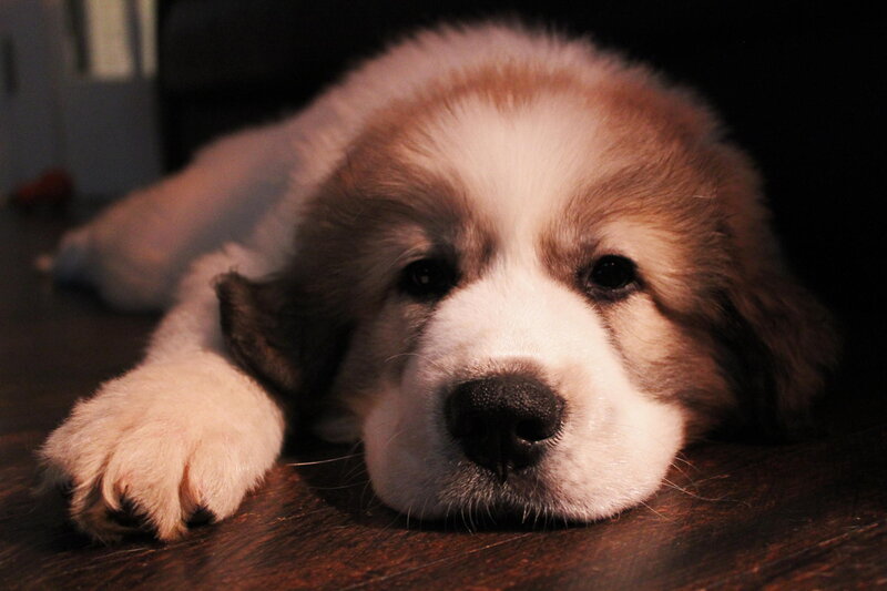 Fluffy Puppy Lying Down