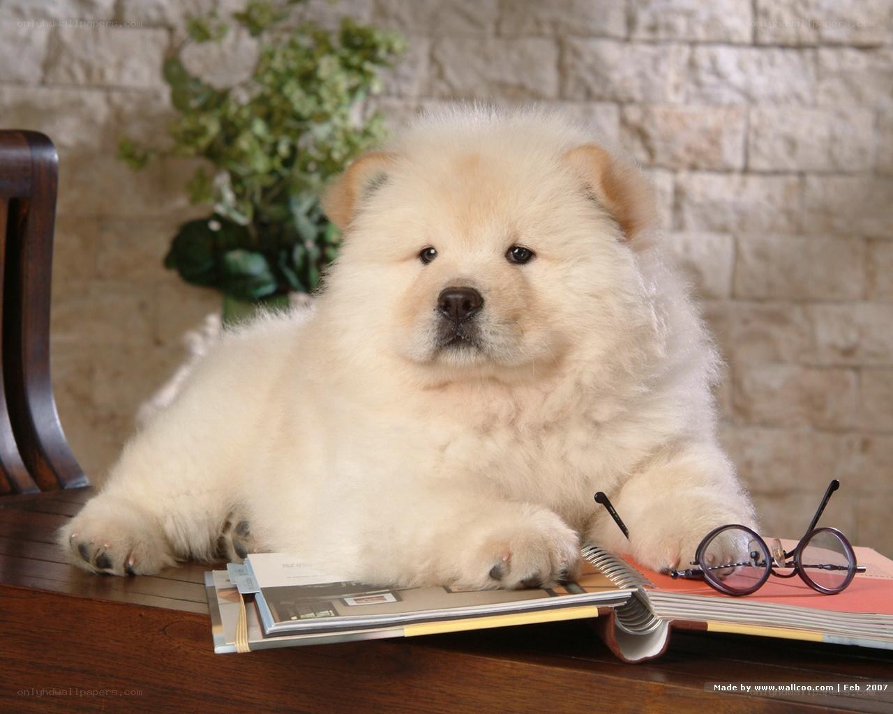 fluffy puppy on a desk