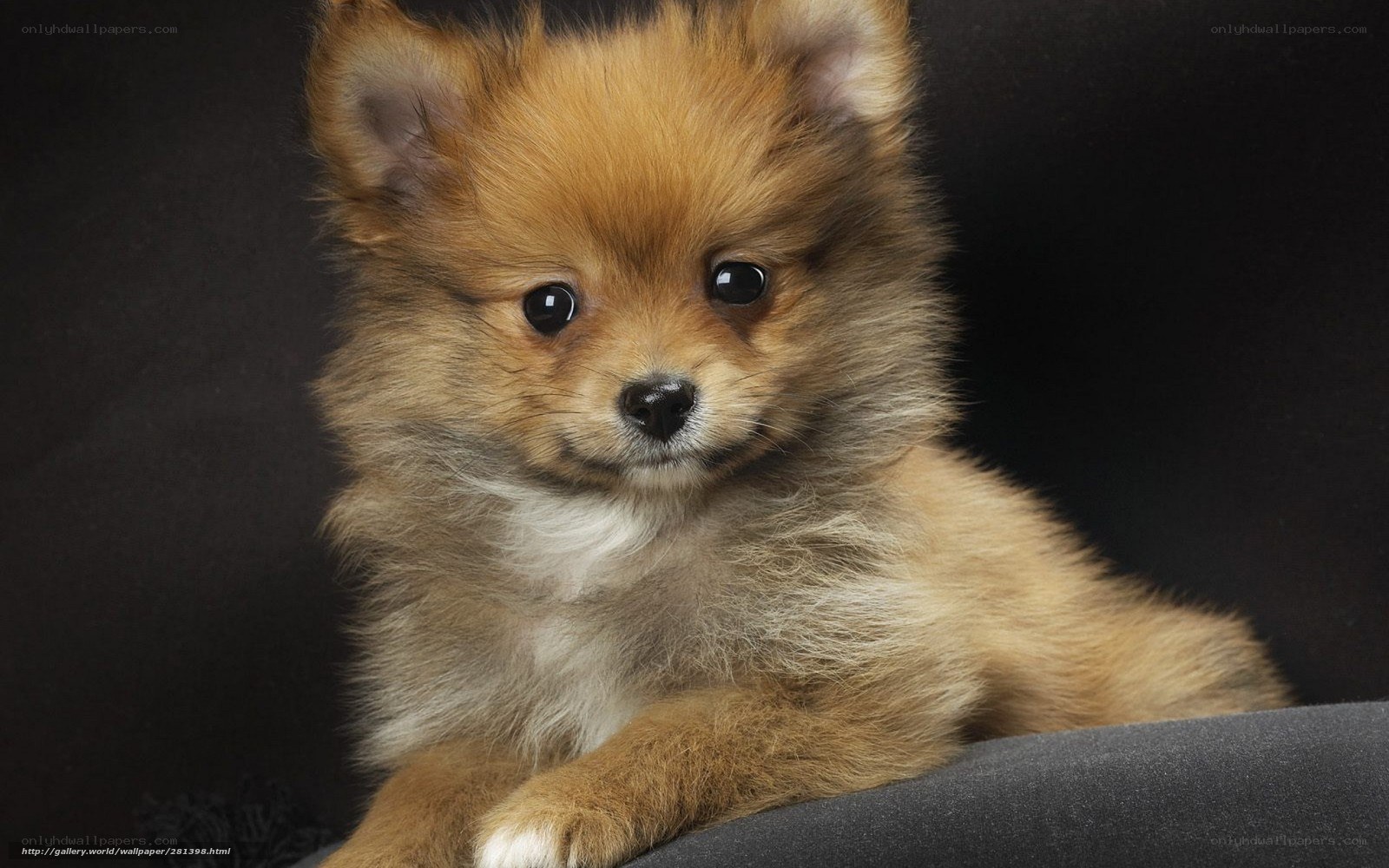 fluffy puppy on black