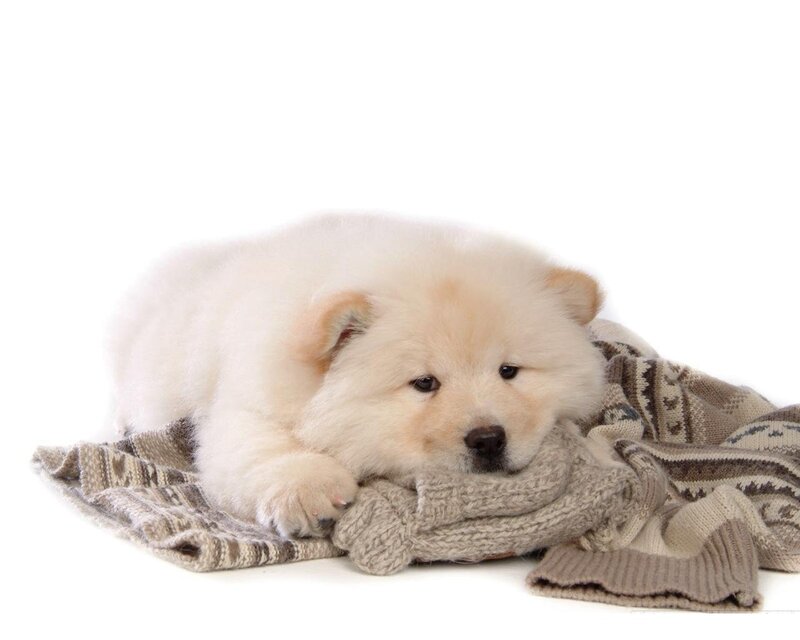fluffy puppy on blanket