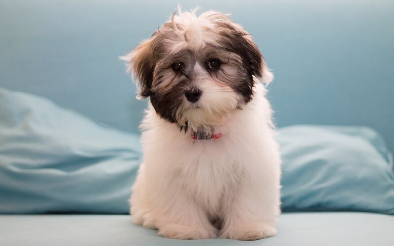 fluffy puppy on blue couch