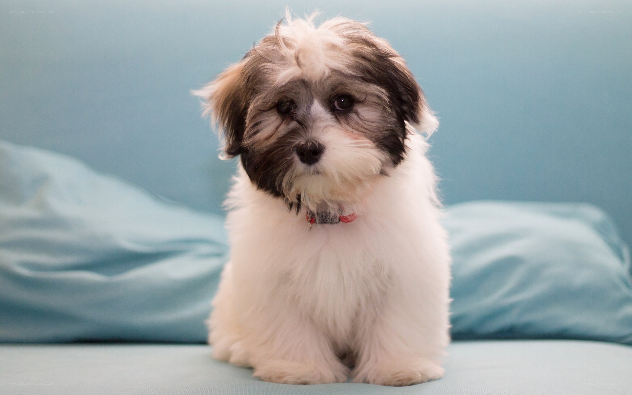 fluffy puppy on blue couch