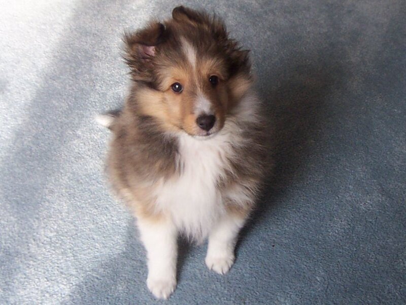 fluffy puppy on carpet