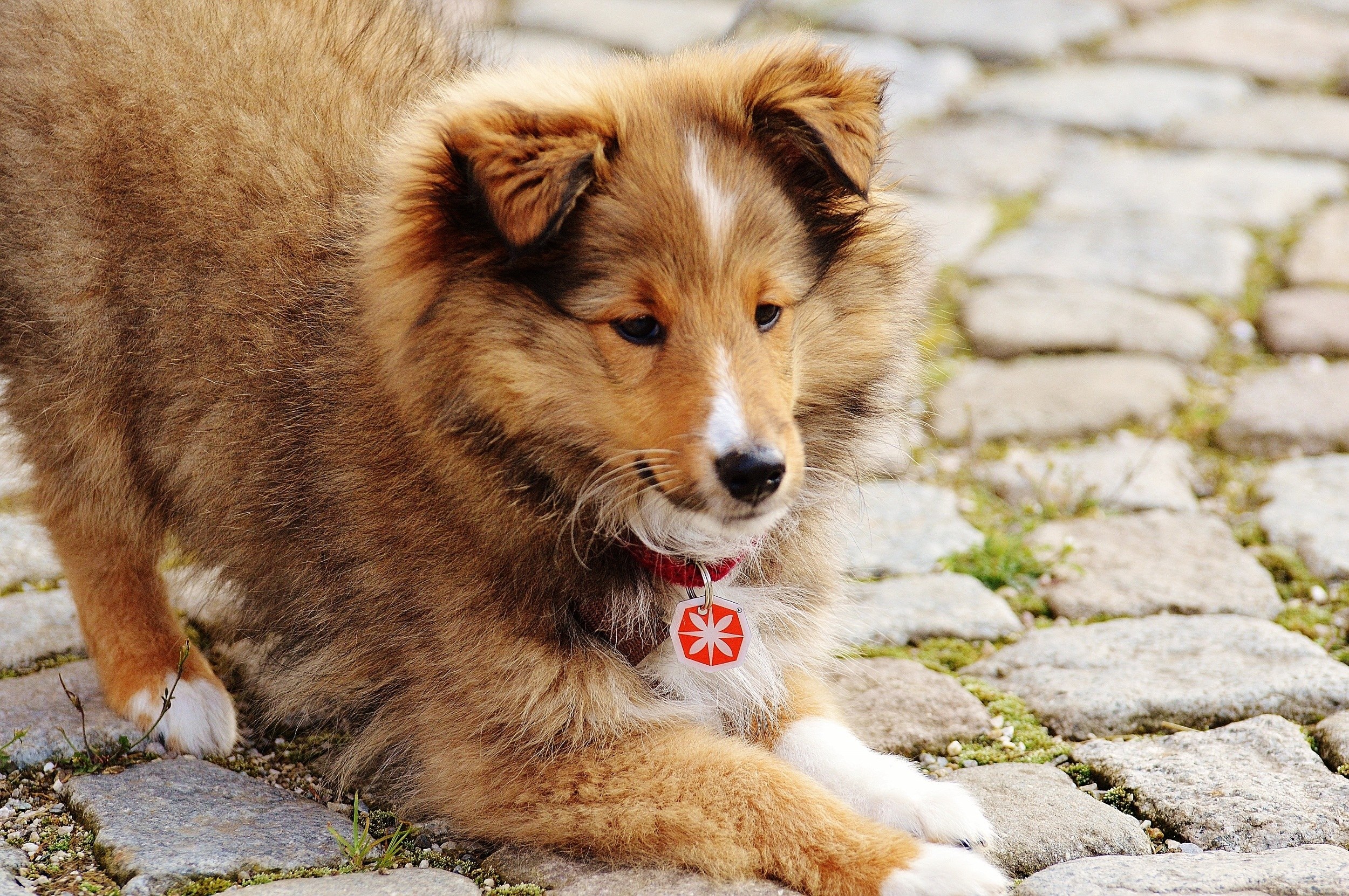 fluffy puppy on cobblestones