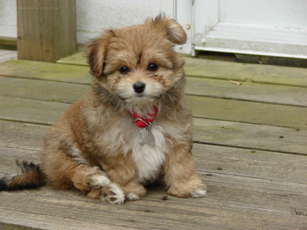fluffy puppy on deck