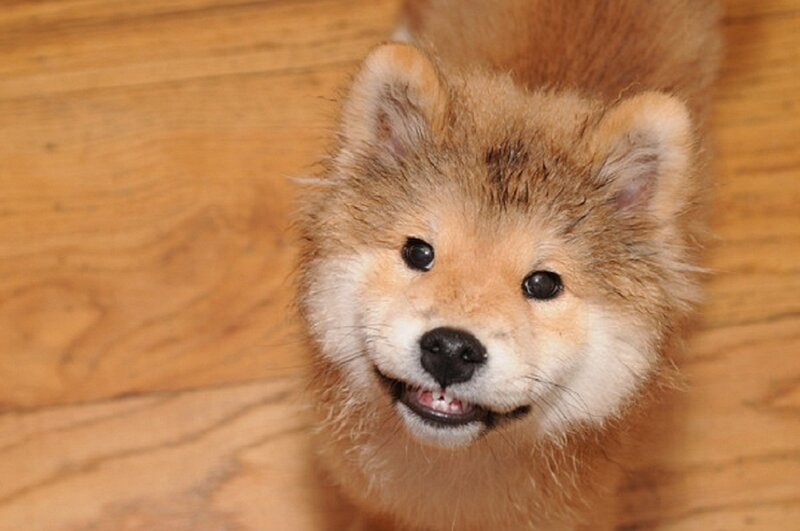 Fluffy Puppy on Floor