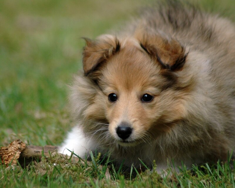 fluffy puppy on grass