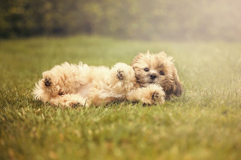 Fluffy Puppy on Grass — Green, Calm
