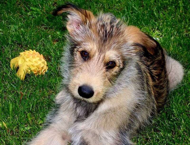 Fluffy Puppy on Grass — Green
