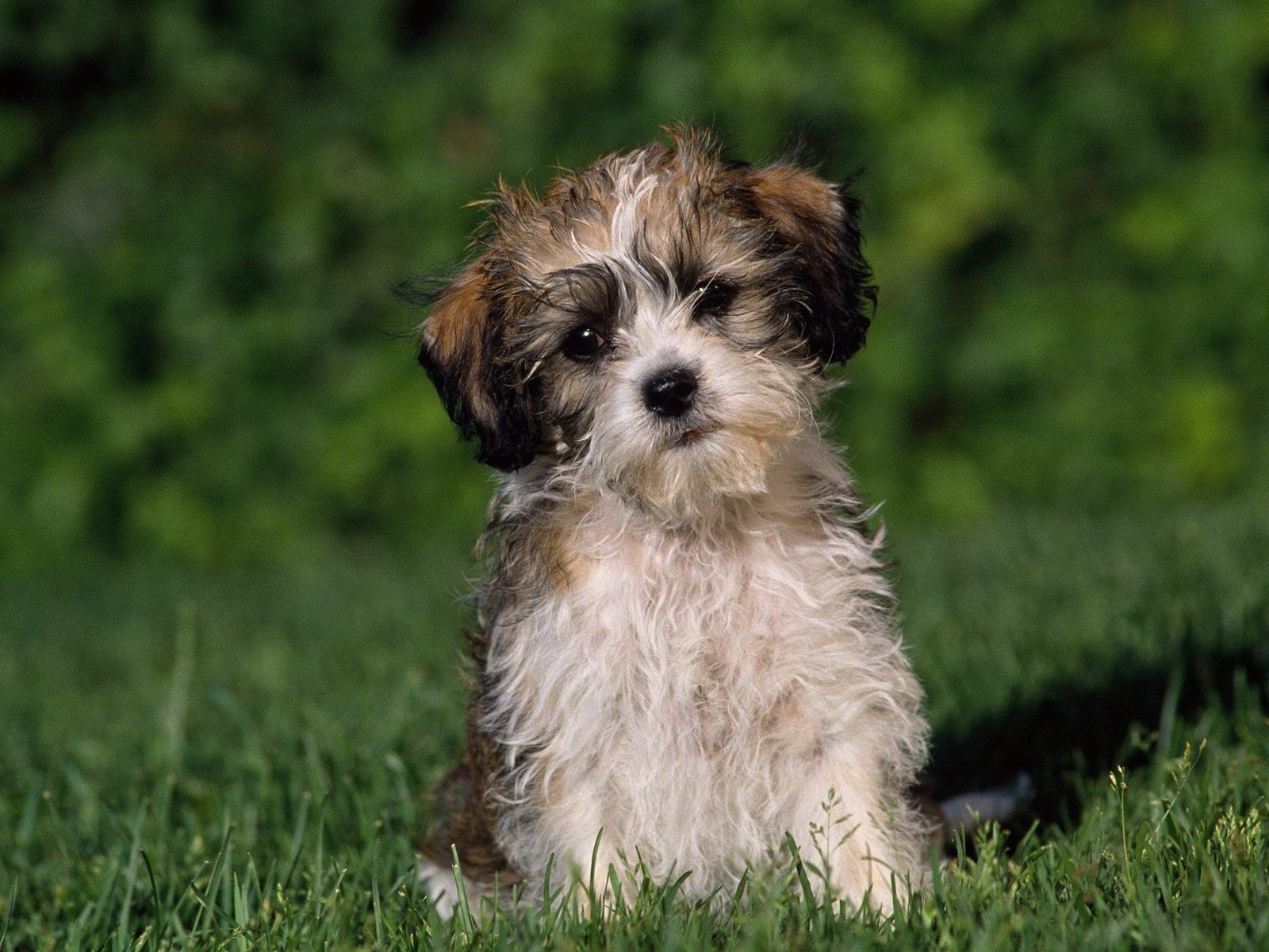 fluffy puppy on grass