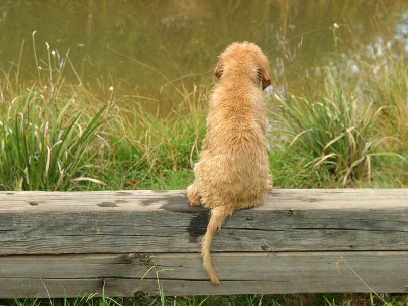 Fluffy Puppy on Log — Brown