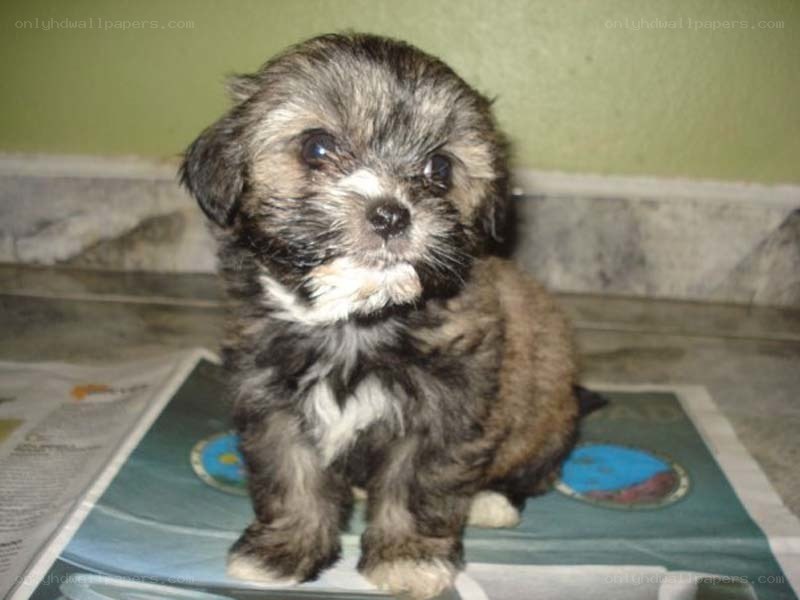 fluffy puppy on newspaper