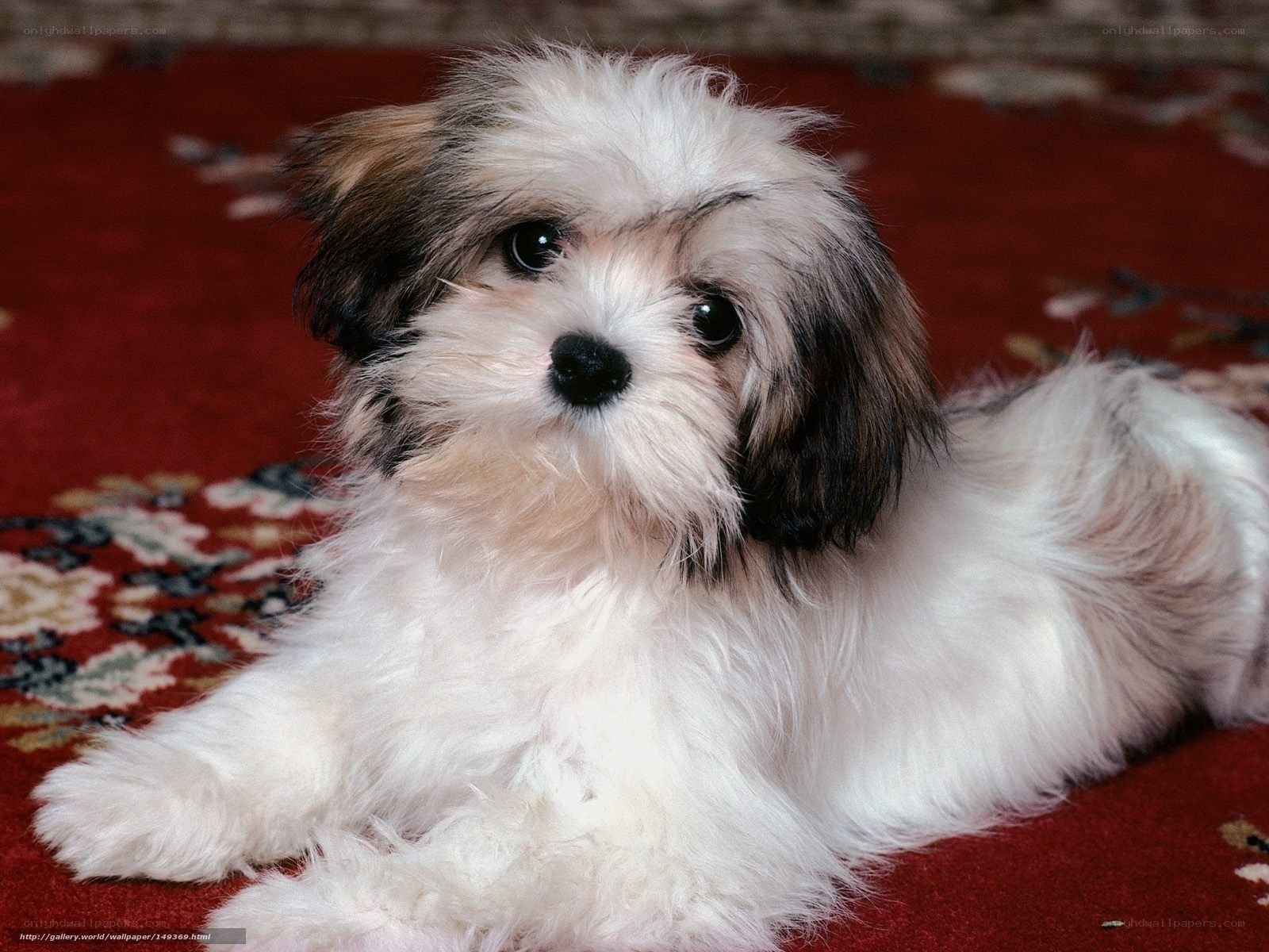 fluffy puppy on red carpet