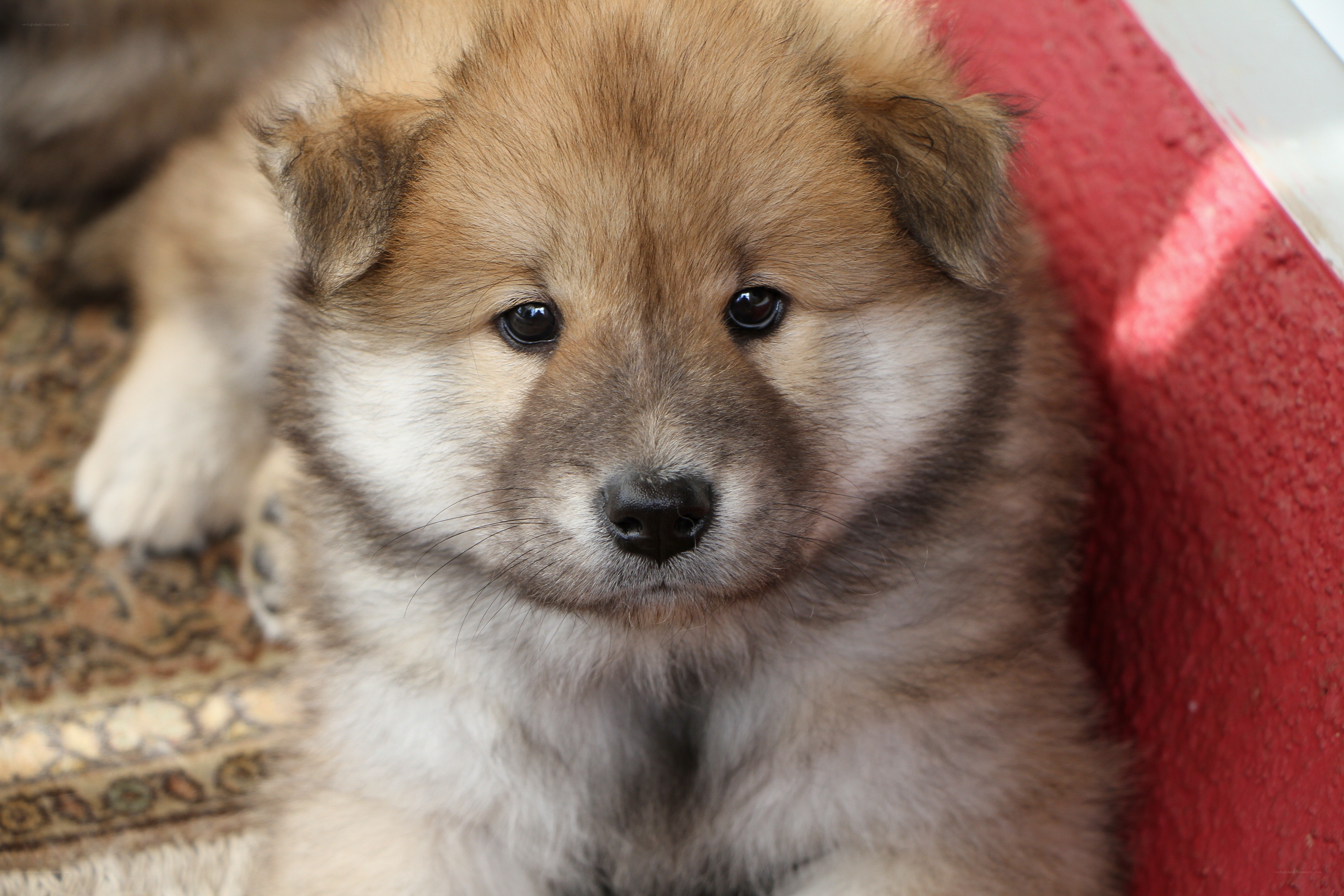 fluffy puppy on rug