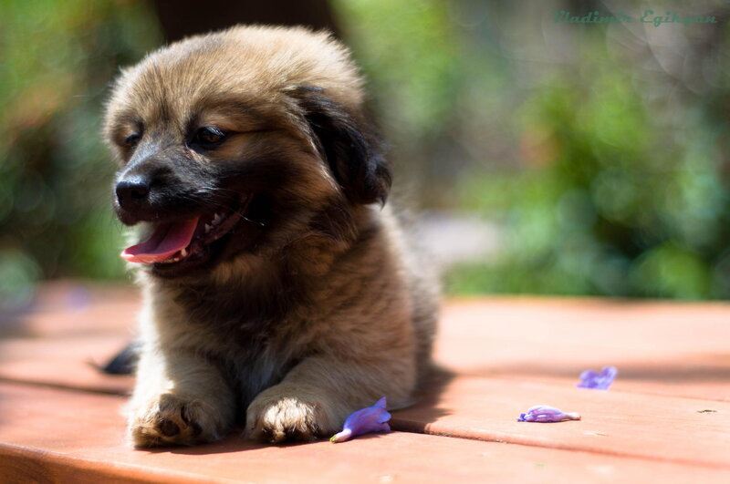 Fluffy Puppy on Wood