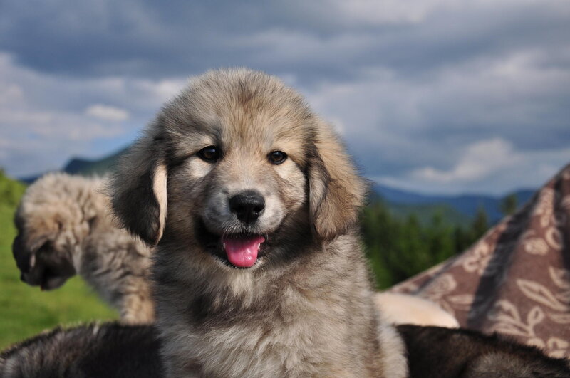 Fluffy Puppy Outdoors — Gray
