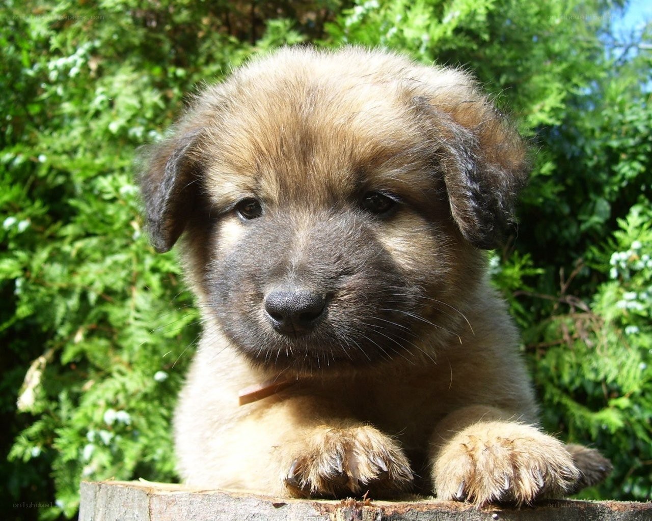 fluffy puppy outdoors