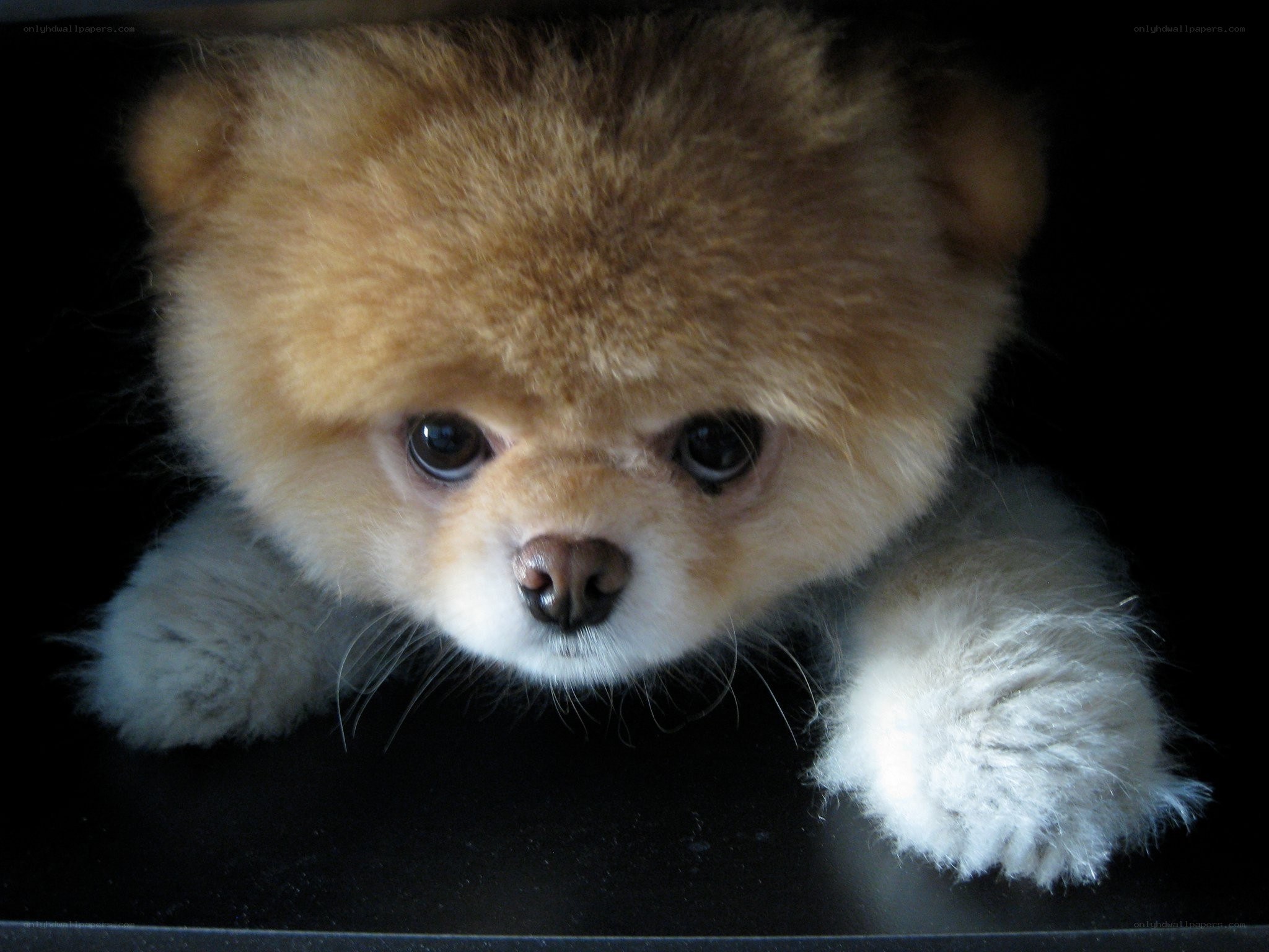 fluffy puppy peeking out