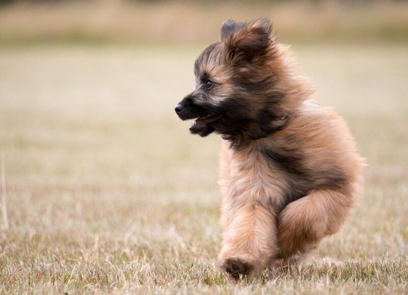 Fluffy Puppy Running — Brown